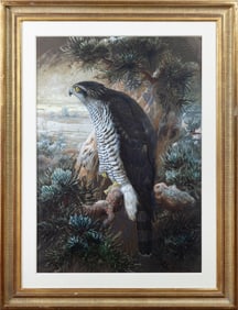 Joseph Wolf Original Watercolor Study of a European Goshawk for Gould's Birds of a Great Britain