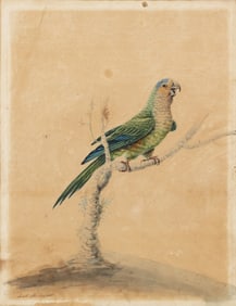 Sarah Stone Original Watercolor, Brown-throated Parakeet