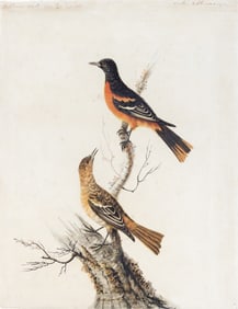 Sarah Stone Original Watercolor, Baltimore Orioles