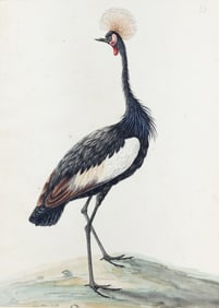 Sarah Stone Original Watercolor, Black-crowned Crane