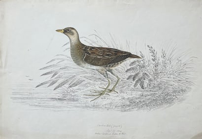 William Pope Original Watercolor, Carolina Rail - The Audubon of Canada