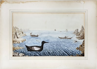 Sir William Strickland Original Watercolor, Greenland Dove
