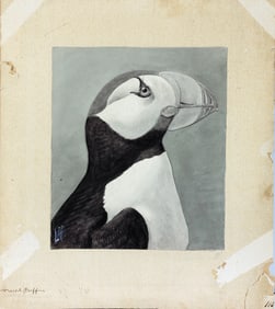 Louis Agassiz Fuertes Original Watercolor, Horned Puffin