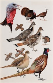 Roger Tory Peterson Original Watercolor, Turkey, Pheasant, Grouse