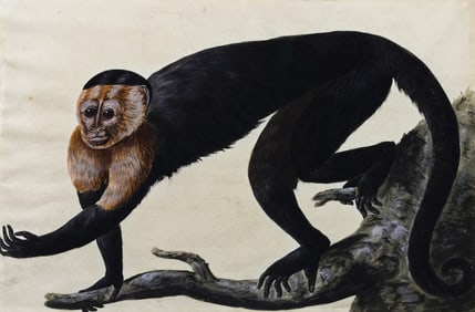 Peter Paillou Original Watercolor, Monkey