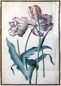Georg Dionysius Ehret Original Watercolor, Tulip Study
