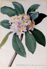 Georg Dionysius Ehret Original Watercolor, The Red Plumeria or Red-Jasmine Tree