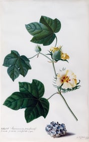 Georg Dionysius Ehret Original Watercolor, American Cotton / Georgia Green Seed Cotton