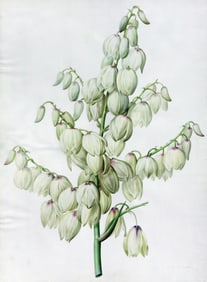 Pierre-Joseph Redoute Original Watercolor, Aloe Yucca