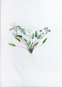 Pierre-Joseph Redoute Original Watercolor, Thrumwort, Star Fruit