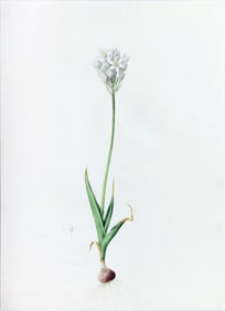 Pierre-Joseph Redoute Original Watercolor, Common Chincherinchee