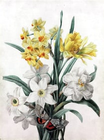 Pierre-Joseph Redoute Original Watercolor, A Bouquet of Daffodils and other flowers with a Butterfly