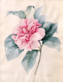 Pierre-Joseph Redoute Original Watercolor, Peony