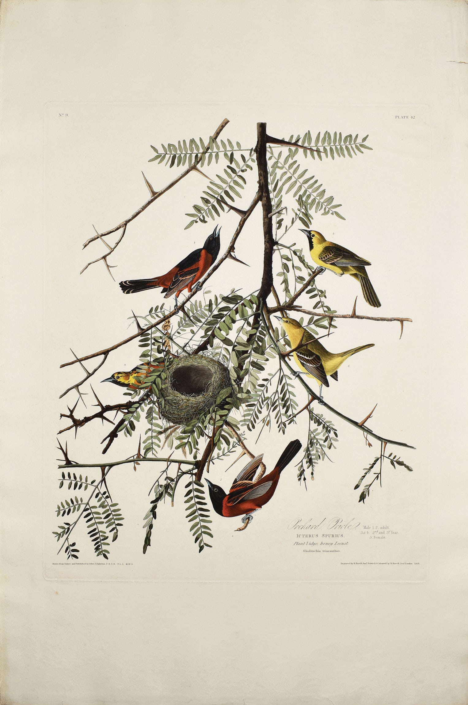 Audubon Aquatint, Orchard Oriole, Plate 42