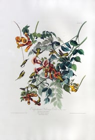 Audubon Aquatint, Ruby Throated Hummingbird, Plate 47
