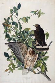 Audubon Aquatint, Broadwinged Hawk, Plate 91 - Favorite image of a former Chairman of the Board of