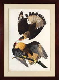Audubon Aquatint, Brazilian Caracara Eagle, Plate 161