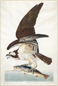 Audubon Aquatint, Osprey, Plate 81 - The fish hawk’s “dance?? captures their aerial acrobatics