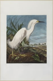 Audubon Aquatint, Snowy Heron or White Egret, - A Work of Genius, it includes Audubon's only