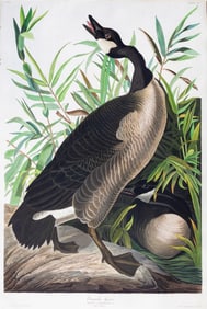 Audubon Aquatint, Canada Goose, Plate 201
