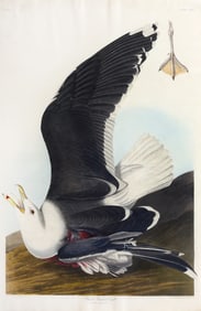 Audubon Aquatint, Black-backed Gull, Plate 241