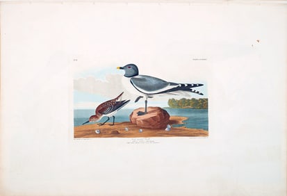 Audubon Aquatint, Fork-tailed Gull, Plate 285