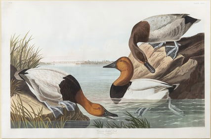 Audubon Aquatint, Canvas backed Duck, Plate 301 - With View of Baltimore, Maryland in the background