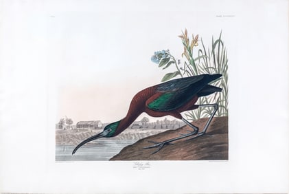 Audubon Aquatint, Glossy Ibis, Plate 387 - The background of a wood-cutter’s cabin in Florida