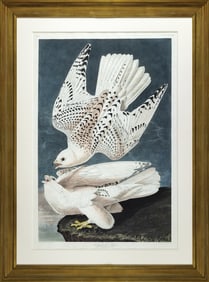 Audubon Aquatint, Iceland or Jer Falcon - The Largest and most Powerful of all Falcons