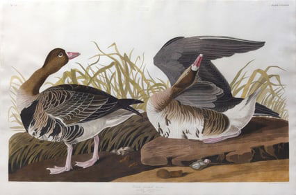 Audubon Aquatint, White-fronted Goose, Plate 286