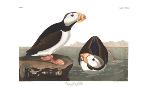 Audubon Aquatint, Large billed Puffin, Plate 293