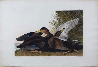 Audubon Aquatint, Dusky Duck, Plate 302