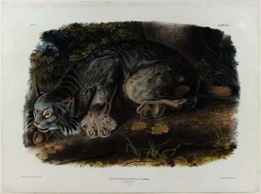 Audubon Imperial Lithograph, Canada Lynx, Plate XVI [16]