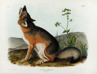 Audubon Imperial Lithograph, Swift Fox, Plate LII [52]