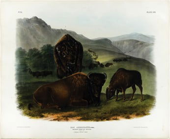 Audubon Imperial Lithograph, American Bison or Buffalo, Plate LVII [57]