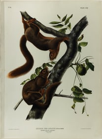 Audubon Imperial Lithograph, Orange-Bellied Squirrel, Plate LVIII [58]
