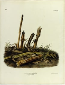 Audubon Imperial Lithograph, Little Harvest Mouse, Plate LXV [65]