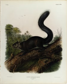 Audubon Imperial Lithograph, Dusky Squirrel, Plate CXVII [117]