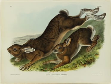 Audubon Imperial Lithograph, Northern Hare, Plate XI [11]