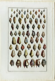 Seba Engraving from Locupletissimi Rerum Naturalium Thesauri - [Shells] Tab LXI