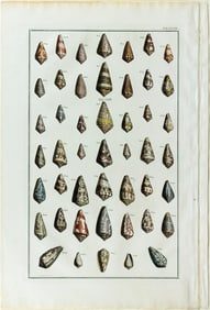 Seba Engraving from Locupletissimi Rerum Naturalium Thesauri - [Shells] Tab XLVIII