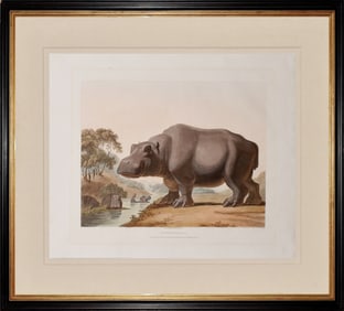 Samuel Daniell Aquatint, The Hippopotamus