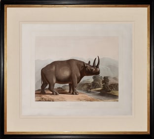 Samuel Daniell Aquatint, The African Rhinoceros