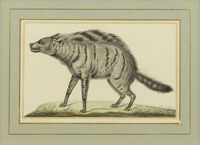 Vauthier Original Watercolor - The Hyena, published in Buffon's Histoire Naturelle