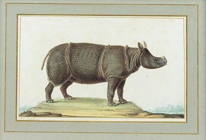 Pretre Original Watercolor - Javan Rhinocerous, published in Buffon's Histoire Naturelle