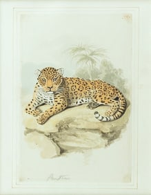 Samuel Howitt Original Watercolor, Panther