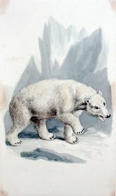Samuel Howitt Original Watercolor, Polar Bear