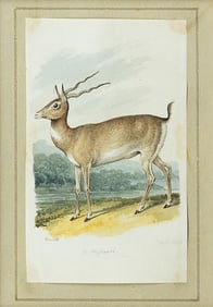 Samuel Howitt Original Watercolor, A. Missouri [Pronghorn Antelope]