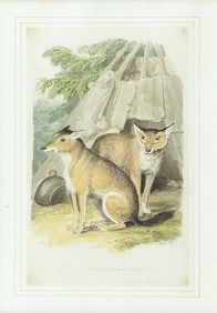 Samuel Howitt Original Watercolor, American Dog