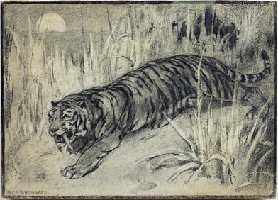 Alice Woodward, Saber-toothed Tiger [Machaerodus] - Preparatory drawing in Evolution in the Past